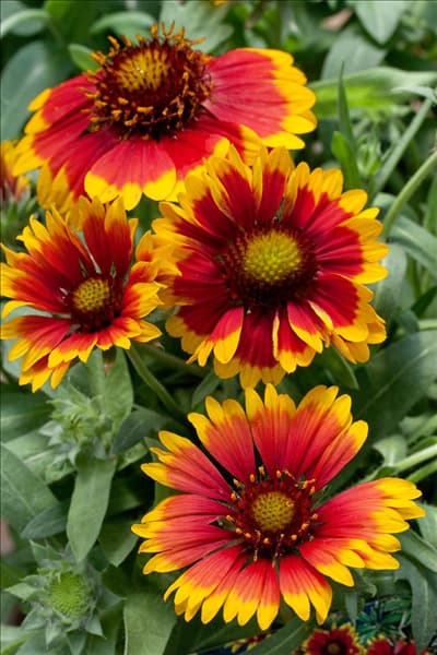 Gaillardia x grandiflora Arizona Sun