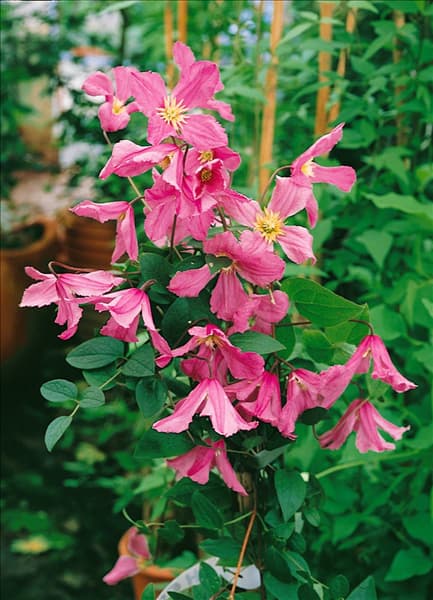 Clematis integrifolia Hendryetta