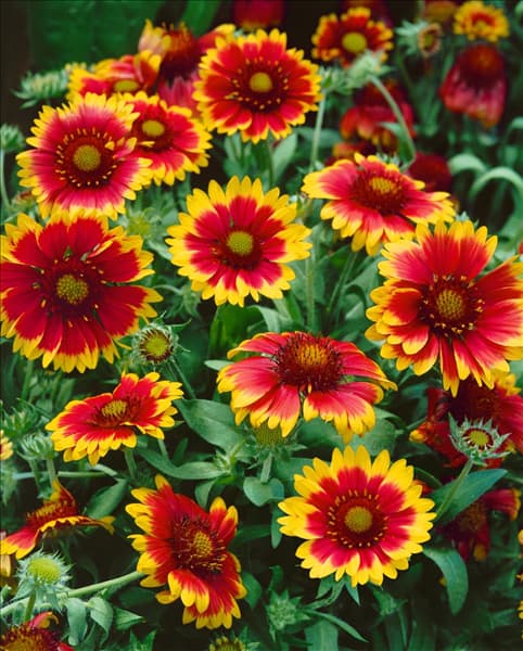 Gaillardia x grandiflora Arizona Sun