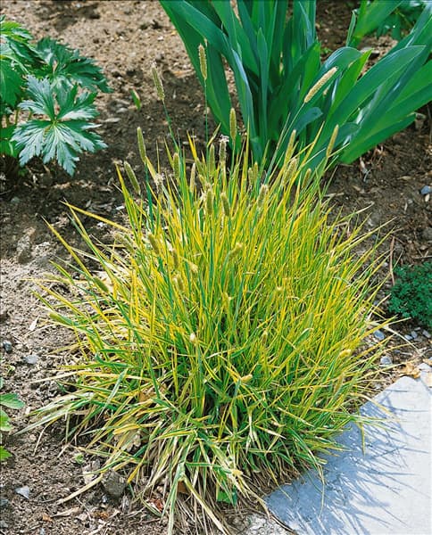 Hakonechloa macra Aureola