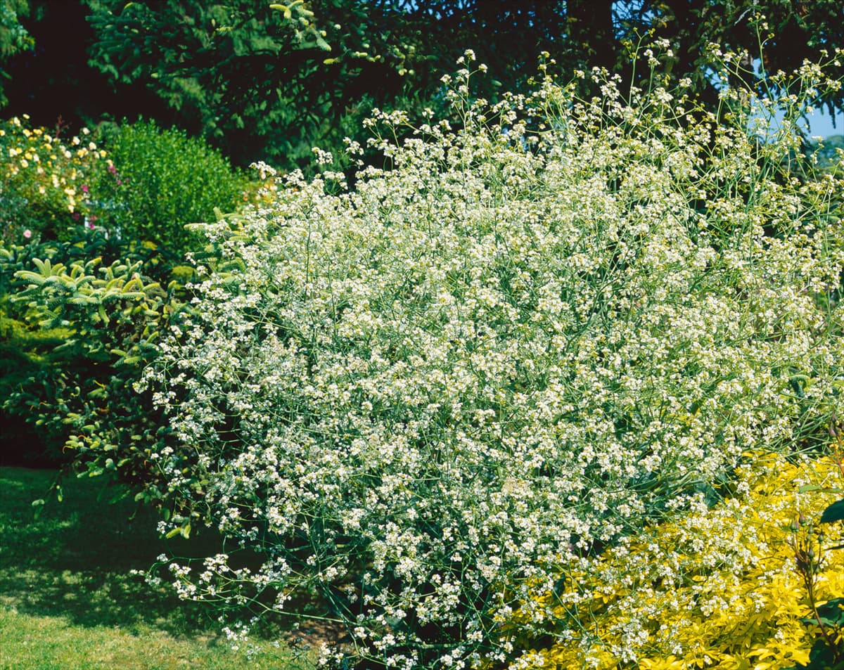 Crambe cordifolia