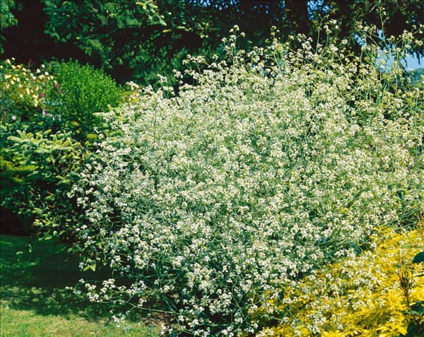 Crambe cordifolia