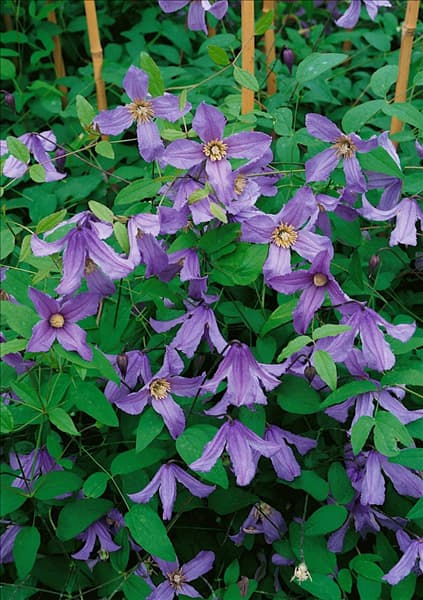 Clematis integrifolia Blue Boy