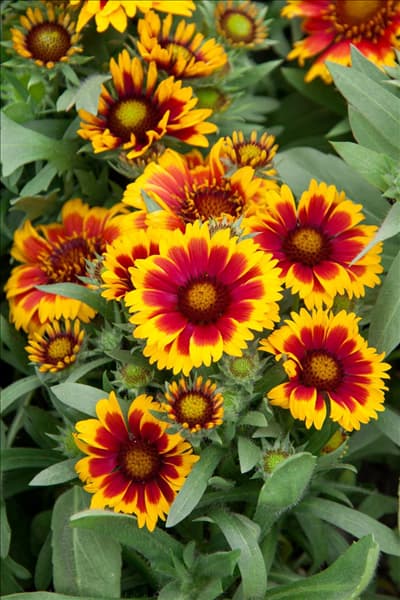 Gaillardia x grandiflora Arizona Sun