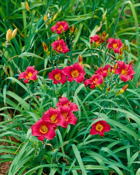 HEMEROCALLIS ADDIE BRANCH SMITH