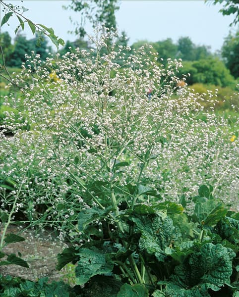 Crambe cordifolia