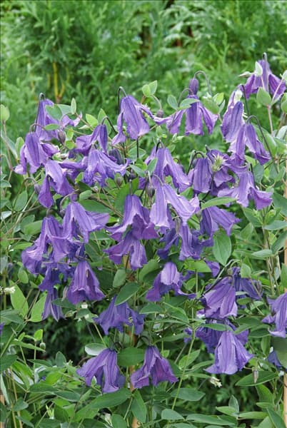 Clematis integrifolia Blue Rain