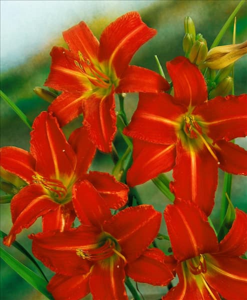 HEMEROCALLIS ALAN