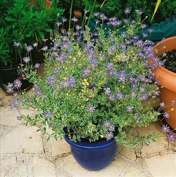Felicia amelloides Variegata