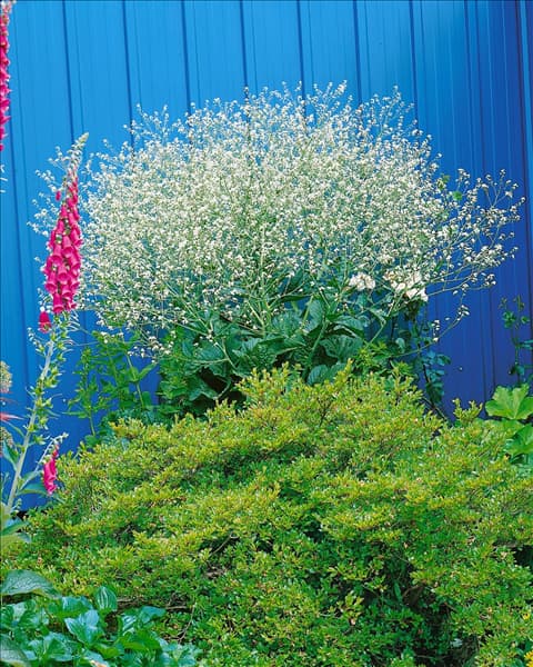 CRAMBE CORDIFOLIA