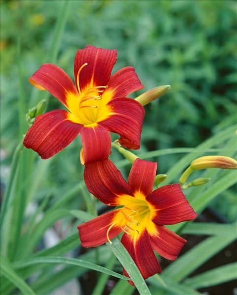 HEMEROCALLIS AMERICA RED