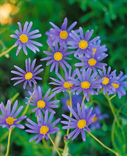 Felicia amelloides Leopold Strid