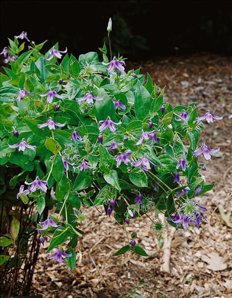 Clematis integrifolia