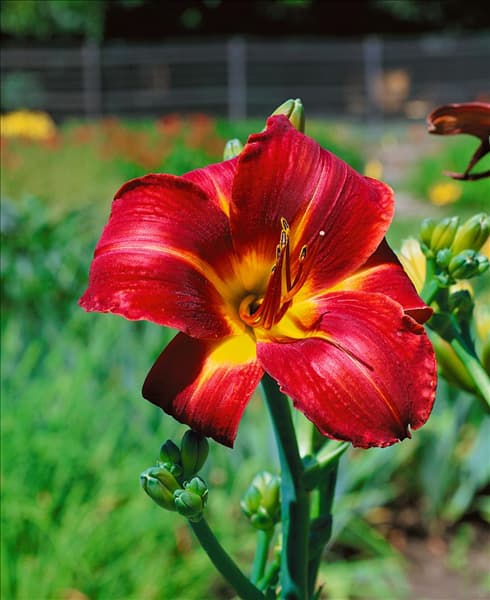 HEMEROCALLIS Allegance