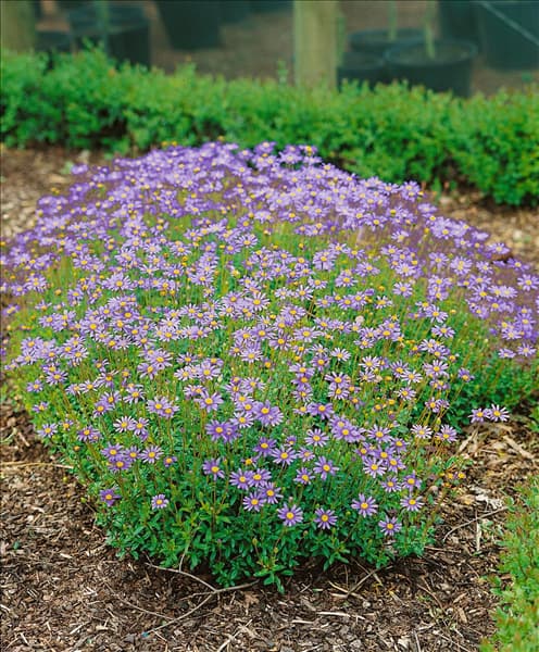 Felicia amelloides