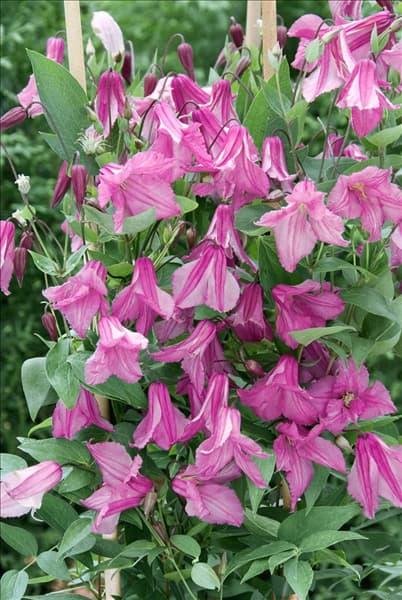 Clematis integrifolia Aljonushka
