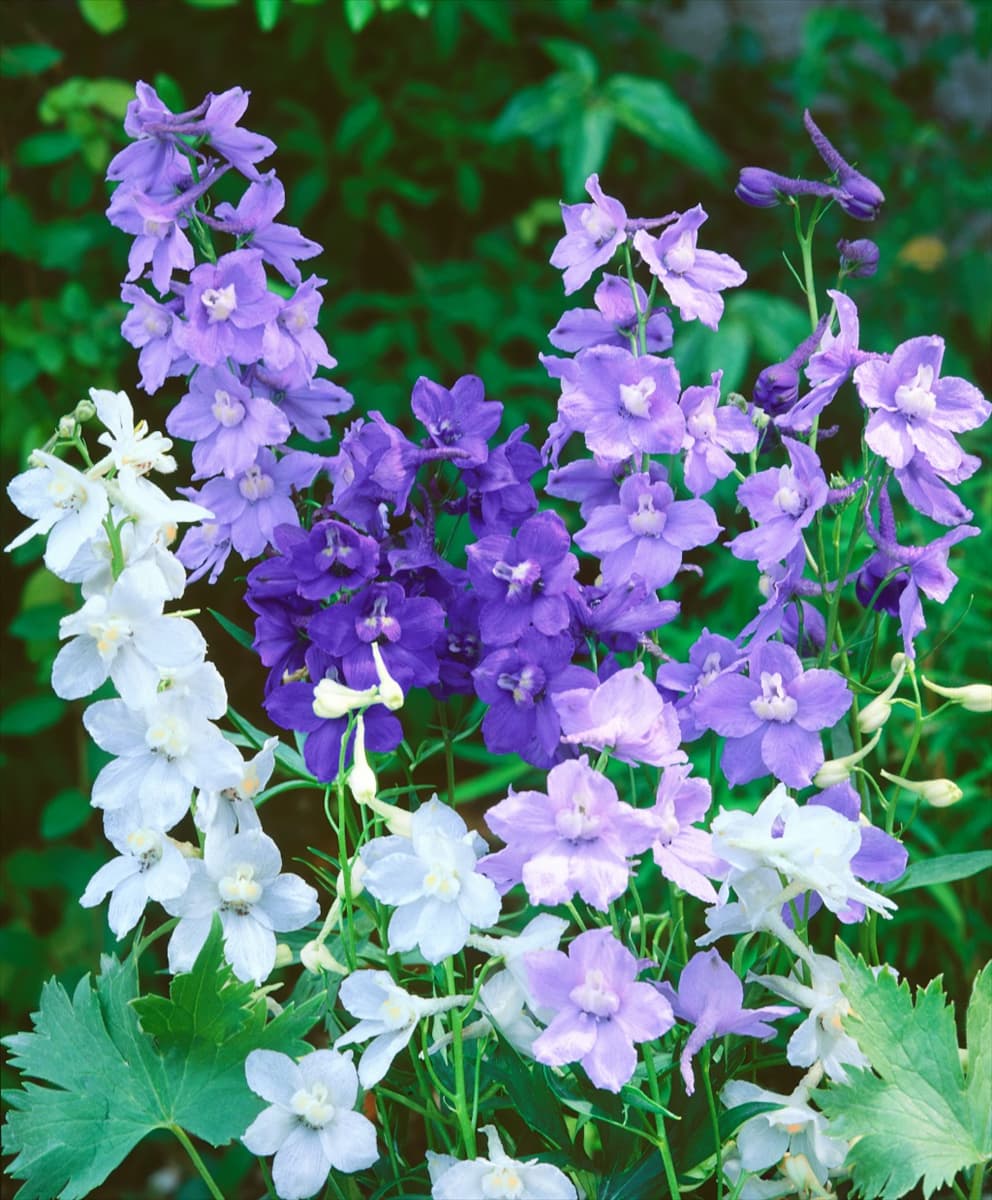 DELPHINIUM BELLADONNA MIXED