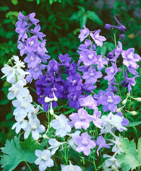 DELPHINIUM BELLADONNA MIXED