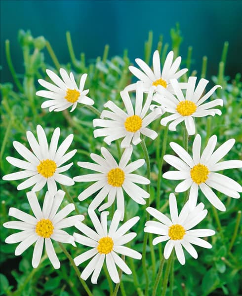Felicia amelloides