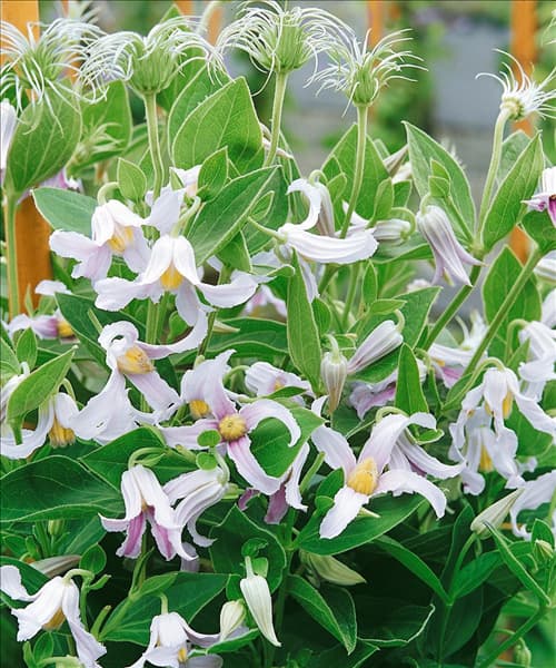 Clematis integrifolia Alba
