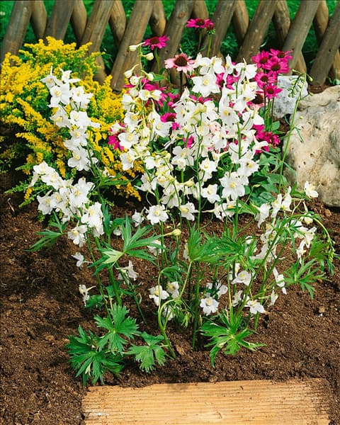 DELPHINIUM BELLADONNA MOERHEIMII
