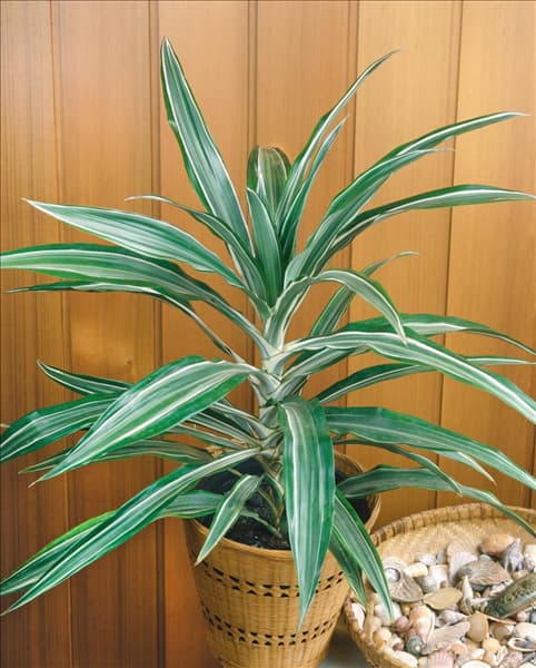Dracaena deremensis