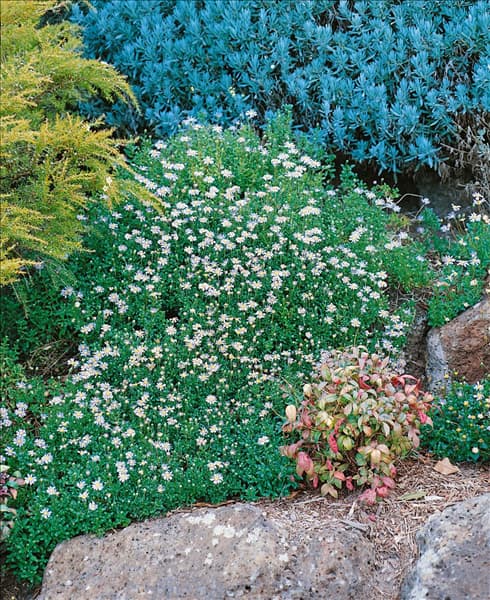 Felicia amelloides