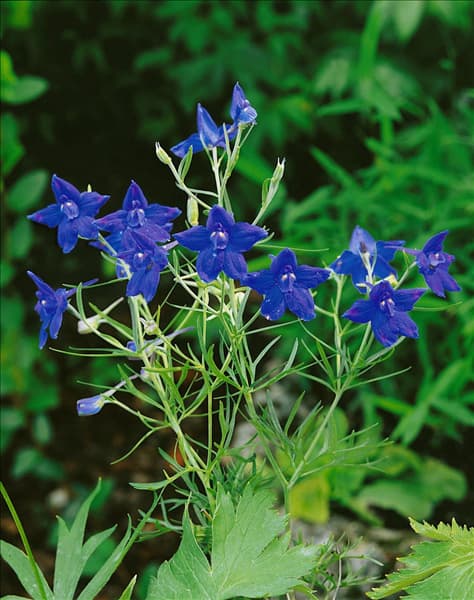 Delphinium-Belladonna-Hybriden