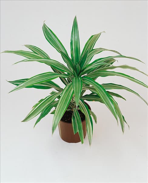DRACAENA DEREMENSIS WARNECKEI