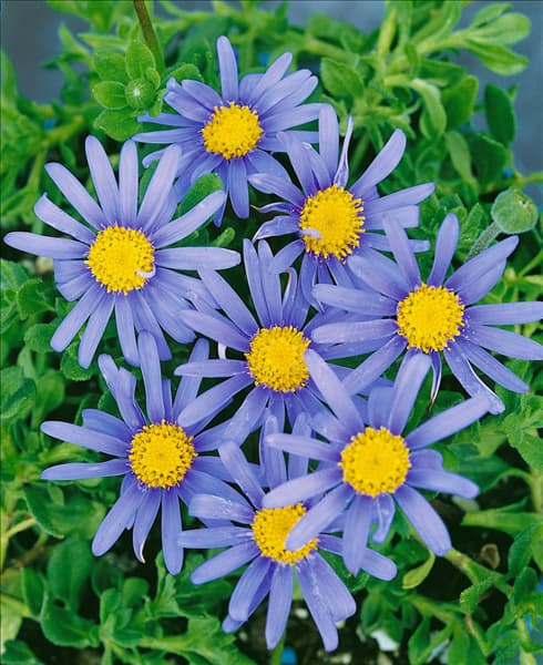 Felicia amelloides Blue Star