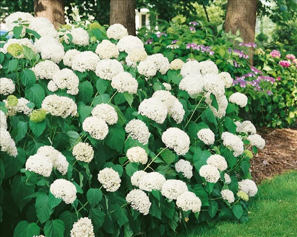 Hydrangea arborescens Annabelle