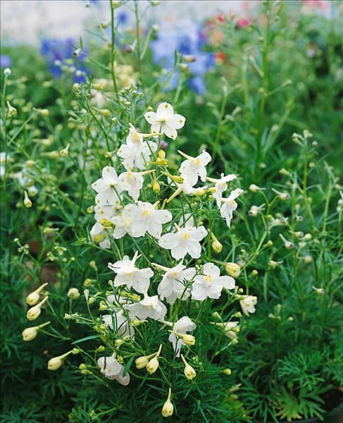 DELPHINIUM BELLADONNA WHITE
