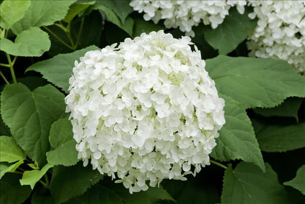 Hydrangea arborescens Annabelle