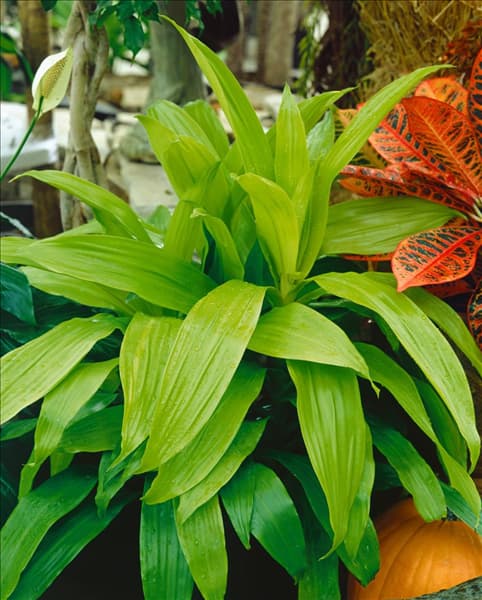 Dracaena deremensis Limelight
