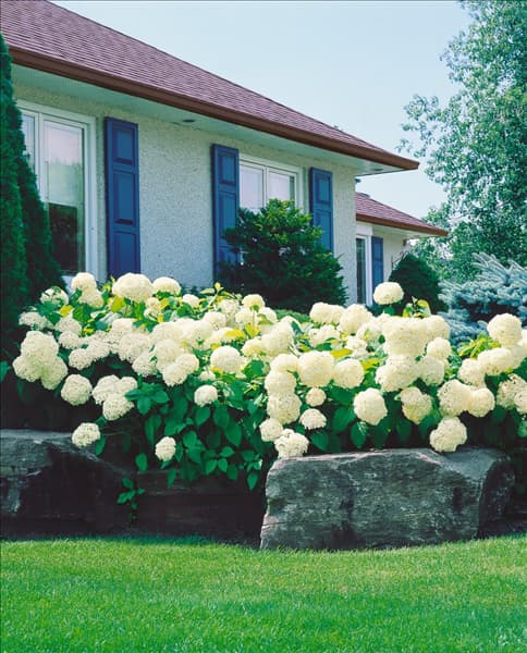Hydrangea arborescens Annabelle