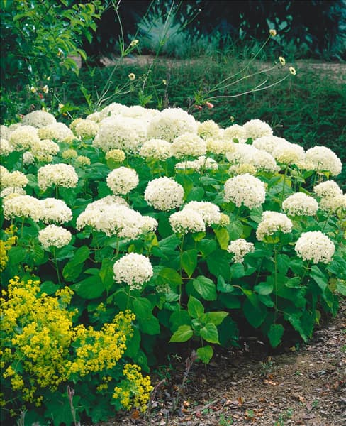 Hydrangea arborescens Annabelle