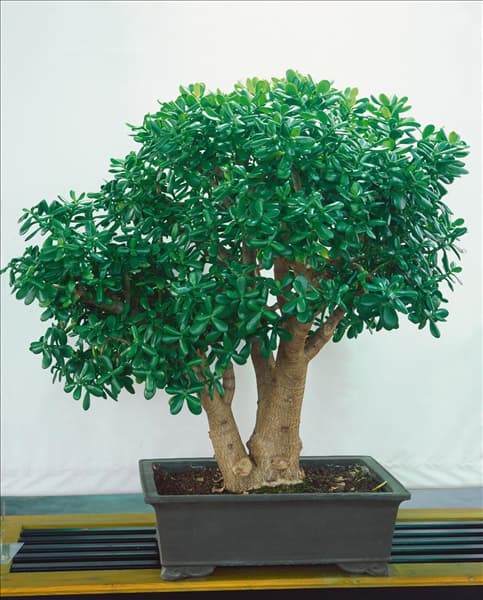 Crassula arborescens