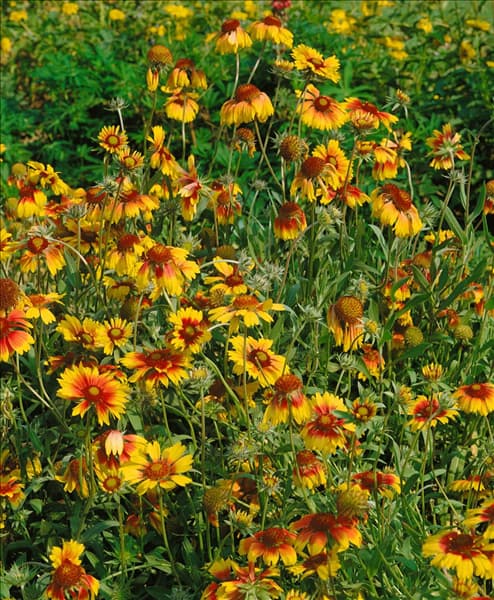 GAILLARDIA DAZZLER