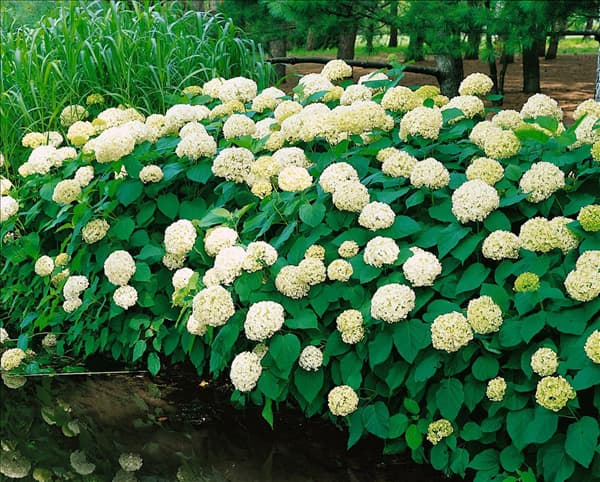 Hydrangea arborescens Annabelle