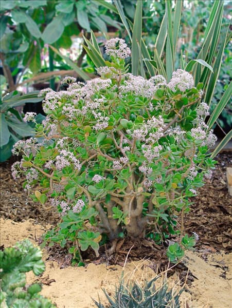 Crassula arborescens