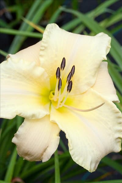 Hemerocallis Artic Snow
