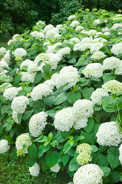 Hydrangea arborescens Annabelle