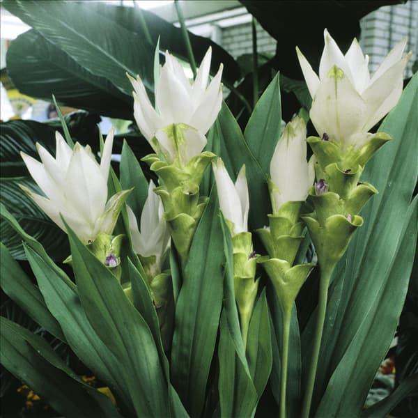 Curcuma alismatifolia Alba