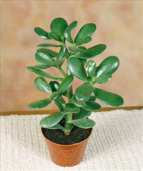 CRASSULA ARBORESCENS (COTYLEDON)