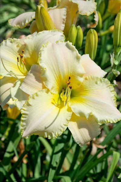 Hemerocallis August Frost