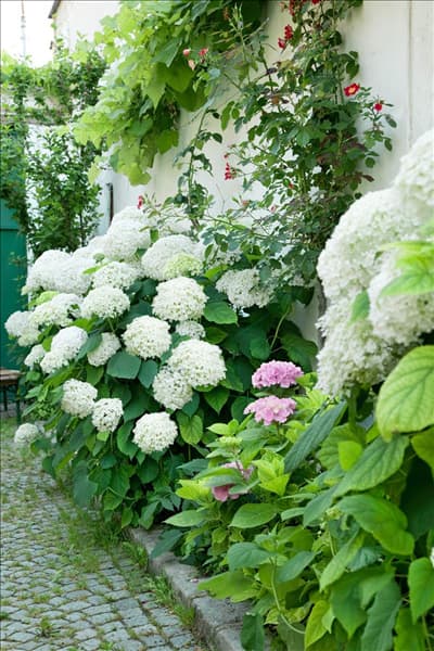 Hydrangea arborescens Annabelle