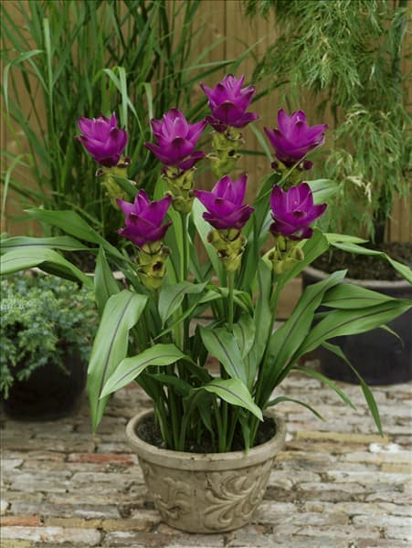 Curcuma alismatifolia purple in pot
