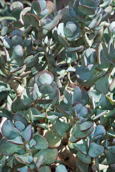 Crassula arborescens