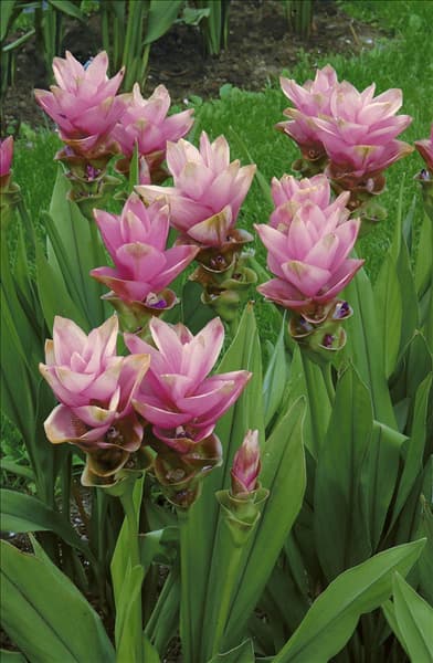 Curcuma alismatifolia