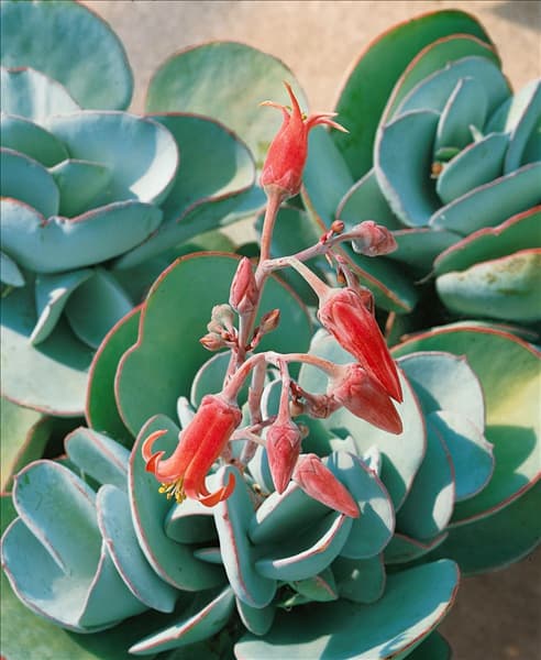 CRASSULA ARBORESCENS (COTYLEDON)